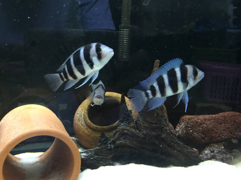 Decorated aquarium with caves, driftwood and a school of Cyphotilapia frontosa also known as frontosas