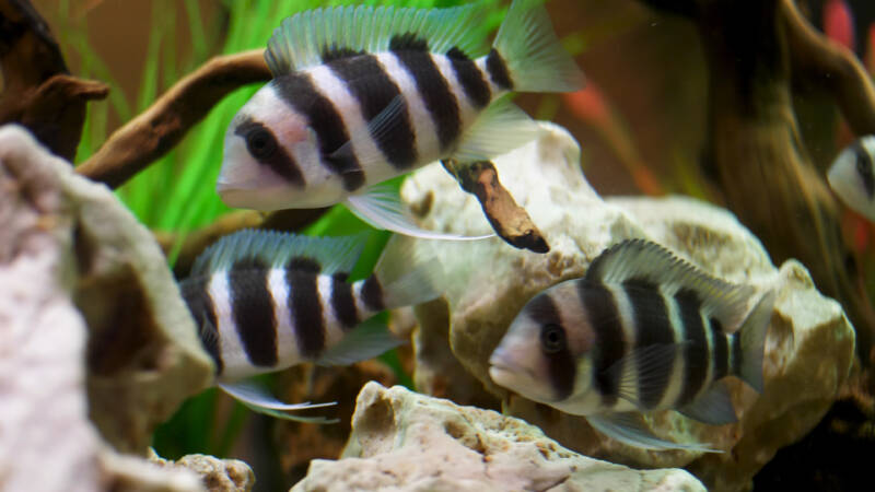 Females of frontosas swimming together in school in a planted aquarium decorated with stones and driftwood