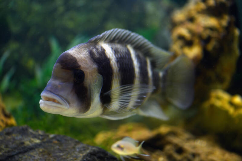 Adult frontosa swimming in aquarium decorated with stones