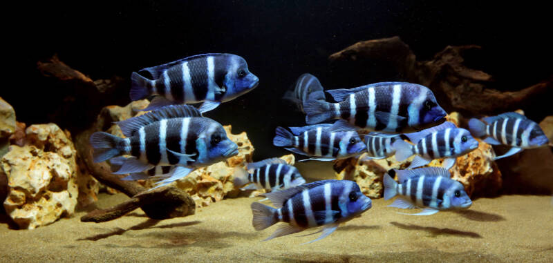 Aquarium with frontosas blue-zaire swimming in a big shoal