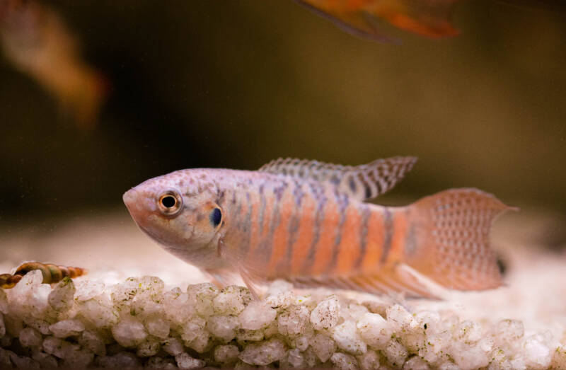 Female paradise fish swimming near by gravel bottom in aquarium