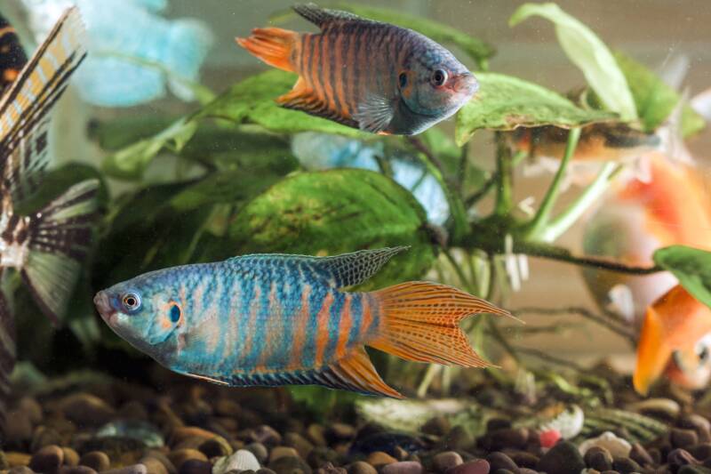 Paradise fish swimming in the aquarium with green plants