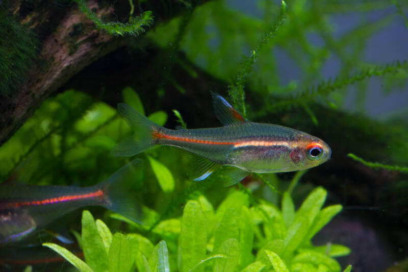 School of Hemigrammus erythrozonus also known as glowlight tetras swimming in a well planted aquarium