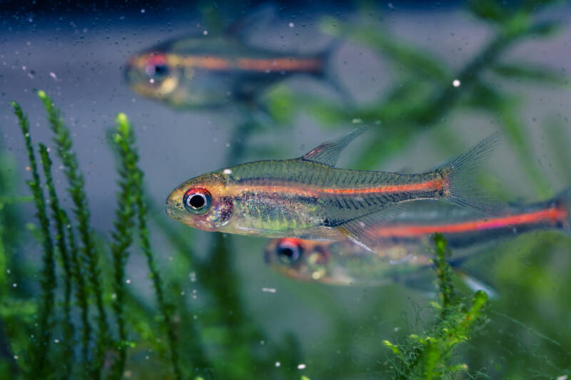 A school of Hemigrammus erythrozonus also known as glowlight tetras swimming together in a planted aquarium