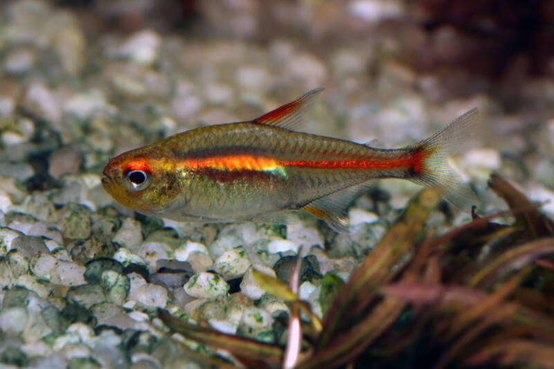 Hemigrammus erythrozonus also known as glowlight tetra swimming close to a white substrate in aquarium.