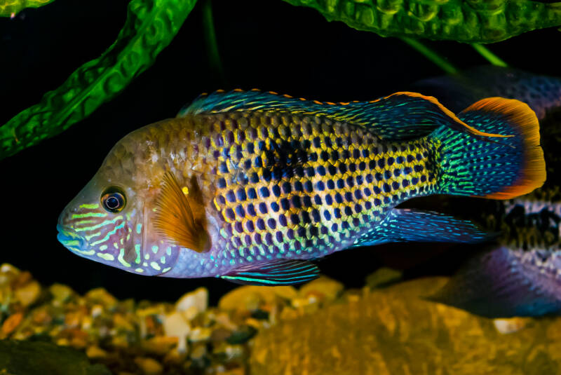 Male of Andinoacara rivulatus also known as green terror cichlid swimming in aquarium