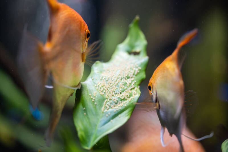 Pair of Gold Pterophyllum Scalare laying eggs on a broad aquarium plant leaf