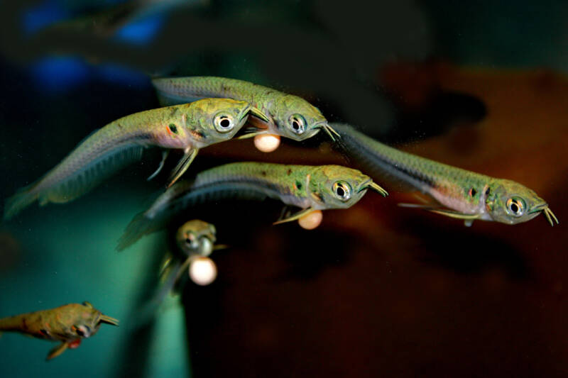 The silver arowana babies (Osteoglossum bicirrhosum) swimming in aquarium