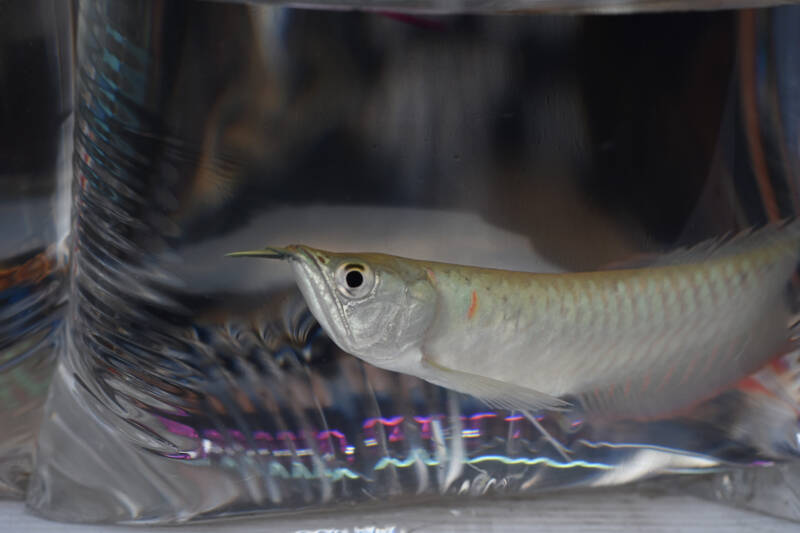 Silver arowana swimming in a plastic bag in the shop