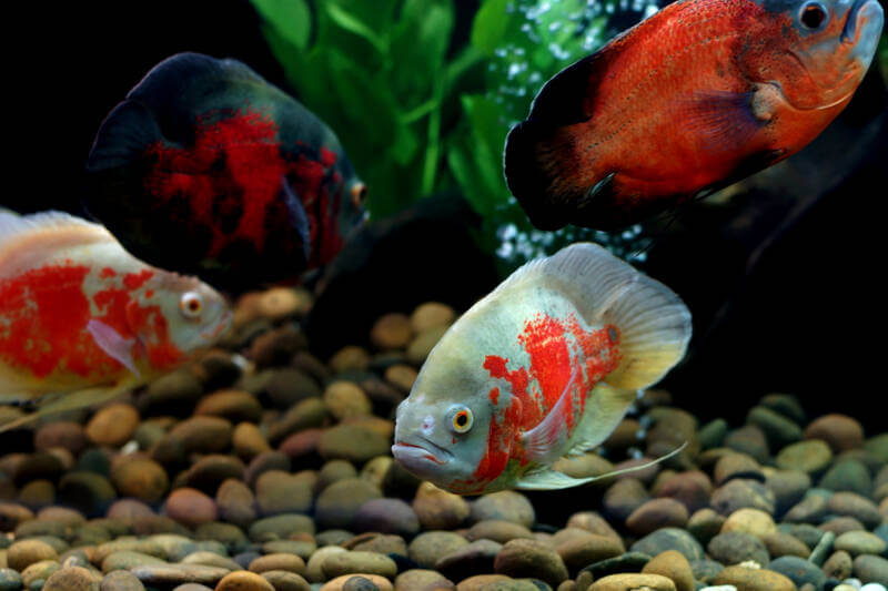 School of Astronotus ocellatus also known as oscar fish swimming in the aquarium