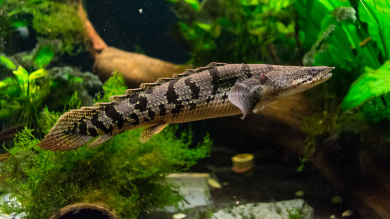 The barred bichir, armoured bichir, bandback bichir, or banded bichir (Polypterus delhezi) is an elongated fish found in the Congo River, specifically in the upper and middle portions.