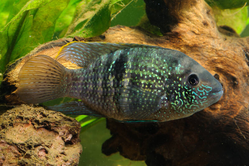 Aequidens pulcher also known as blue acara in a tropical freshwater aquarium