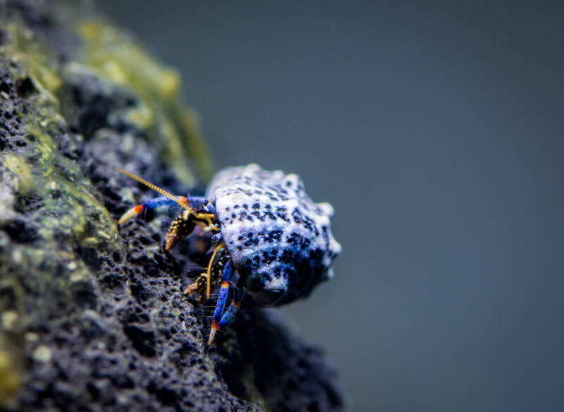 Clibanarius tricolor also known as blue-legged hermit crab posing on algae covered volcanic rock 