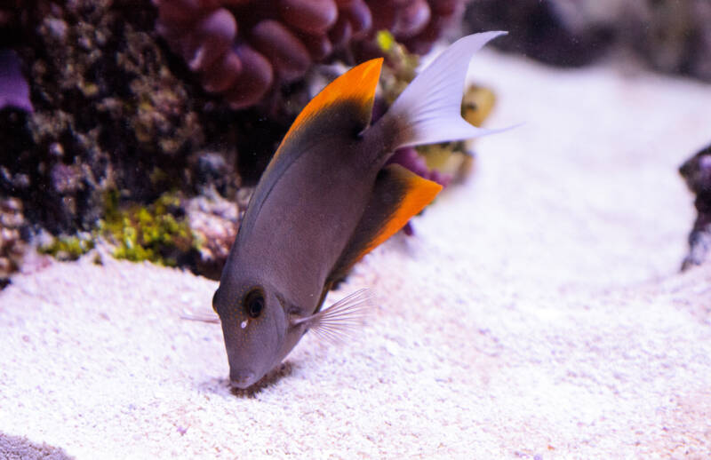 Ctenochaetus tominiensis commonly known as bristletooth tang feeding on algae in reef tank substrate