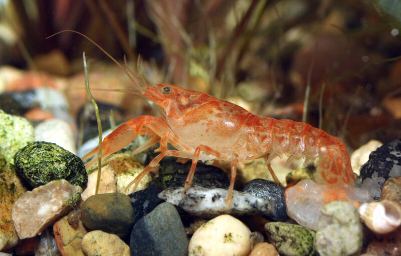 Cambarellus patzcuarensis Orange Freshwater Aquarium Crayfish