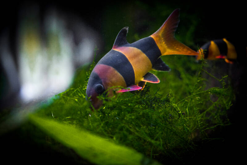 Chromobotia macracanthus also known as clown loach or tiger botia is feeding on algae in a freshwater aquarium