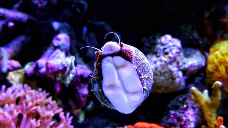 Cleaner coral reef snail crawling on saltwater aquarium glass