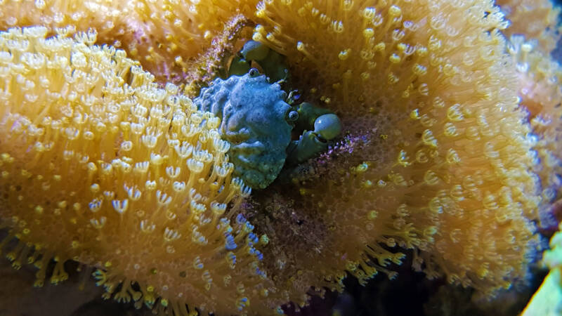 Mithraculus sculptus also known as emerald crab inside of coral