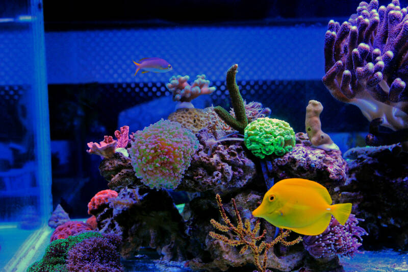 Euphyllia divisa also known as wall frogspawn coral in a reef tank with other corals and reef-safe fish