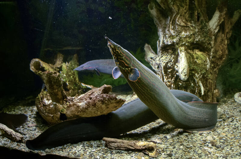 Mastacembelus erythrotaenia also known as fire eel in the decorated freshwater aquarium