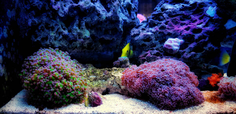 Massive Euphyllia divisa also known as frogspawn LPS coral in a reef tank with fish, rocks