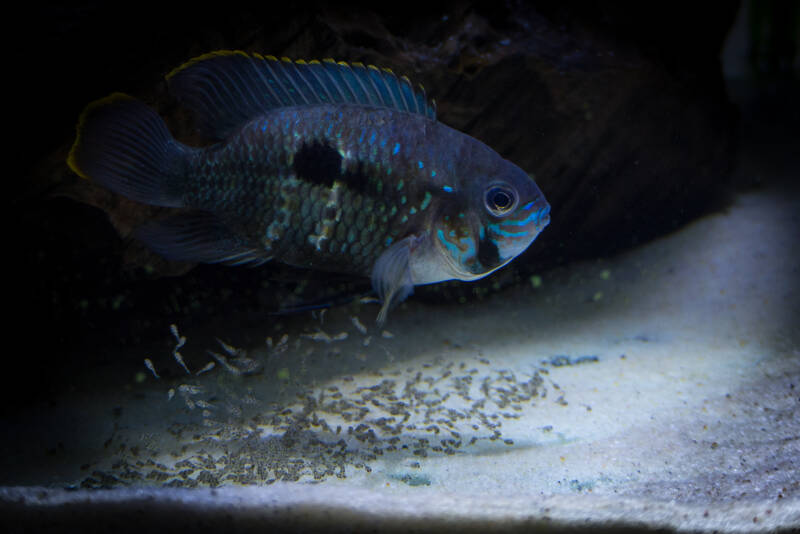 Green terror female keeping her young fry close to her in aquarium 