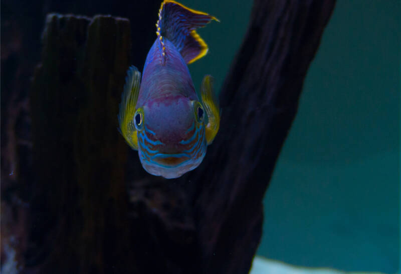 Head view of Andinoacara rivulatus also known as green terror swimming in aquarium with driftwood