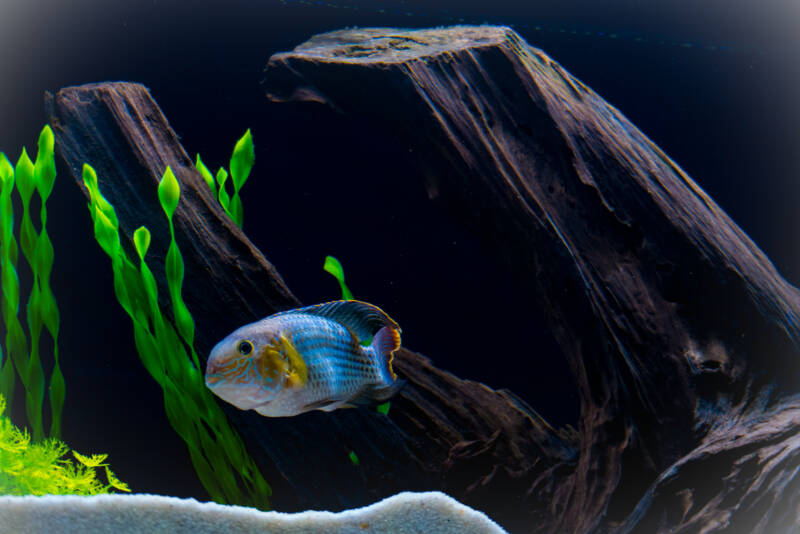 Decorated aquarium with a driftwood, plants and white sand and a green terror cichlid swimming in it