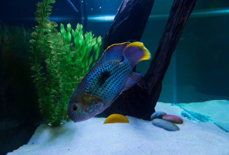 Andinoacara rivulatus commonly known as green terror or golden saum swimming in a decorated aquarium