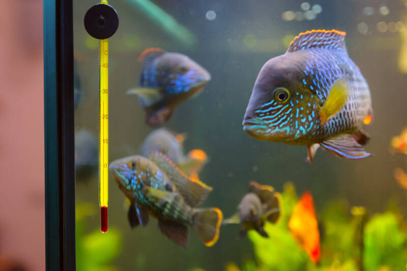 Water temperature control in green terror cichlid's aquarium