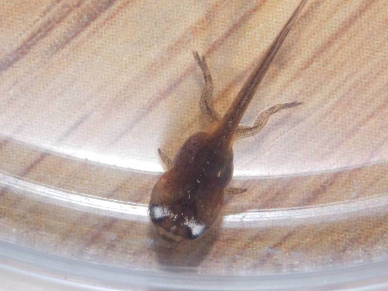 Hymenochirus boettgeri tadpole in the water