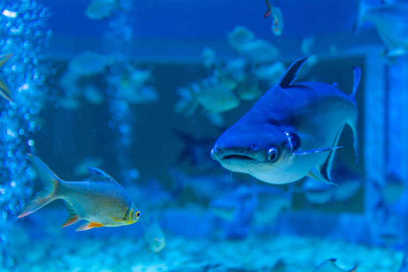 Pangasianodon hypophthalmus also known as iridescent shark swimming towards a tinfoil barb in a community aquarium