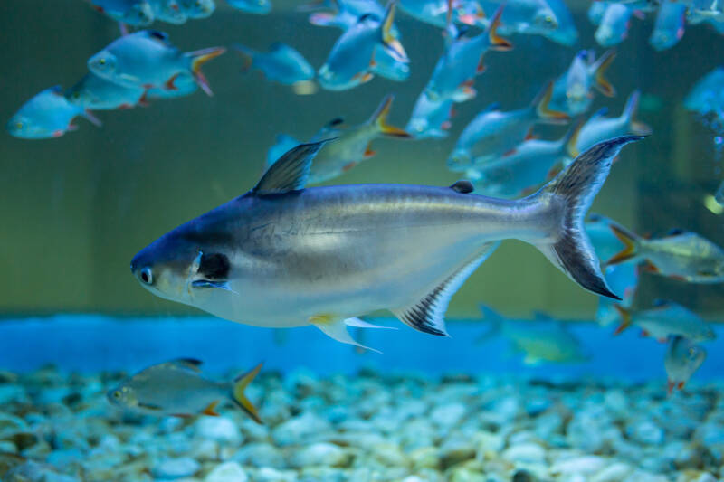 Adult iridescent shark swimming in a community aquarium with a school of tinfoil barbs