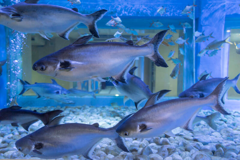 Pangasianodon hypophthalmus also known as iridescent sharks swimming in school in a big aquarium