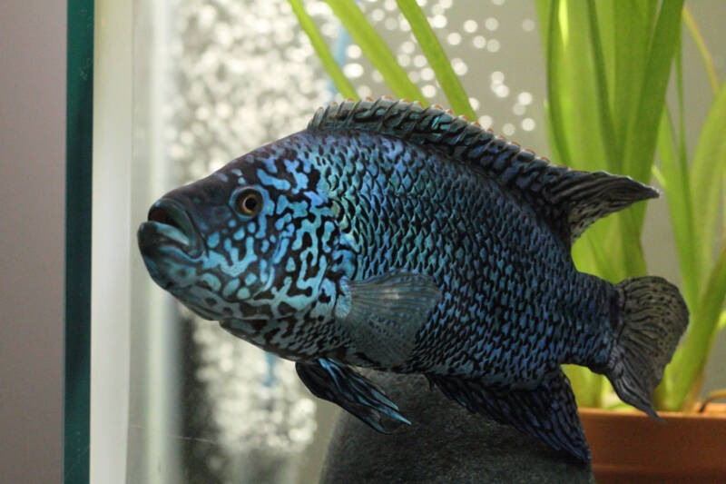 Electric Blue Jack Dempsey (Rocio octofasciata) from Central America with natural blue gene mutation in the aquarium