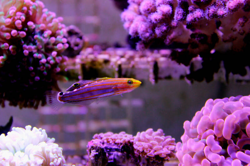 Koumansetta rainfordi also known as rainford goby swimming in reef tank with plenty of corals