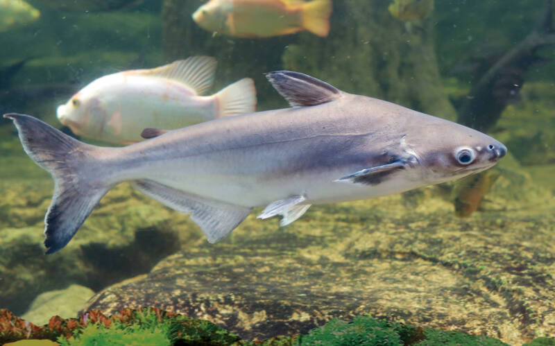 Pangasianodon hypophthalmus also known as iridescent shark swimming together with cichlids in a huge aquarium