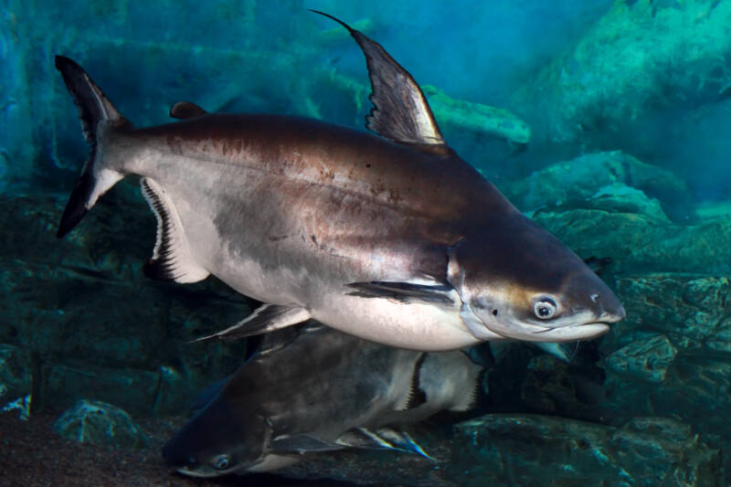 Iridescent sharks swimming in their natural habitat with raised dorsal fins