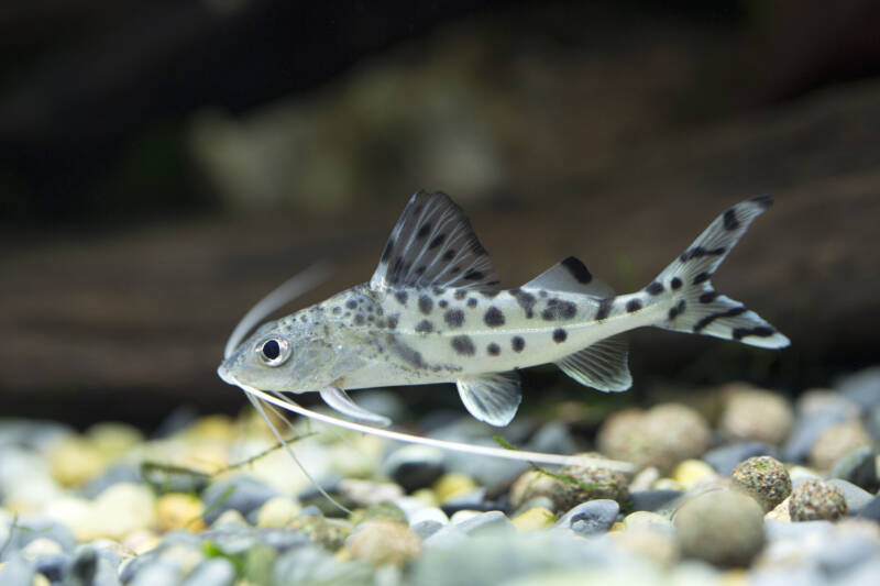 Pimelodus pictus also known as pictus catfish swimming close to the bottom of aquarium