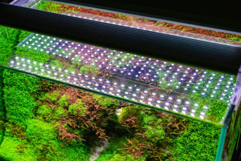 Walstad Method: Grow Aquarium Plants in Low-tech Tanks (Guide) Walstad ...