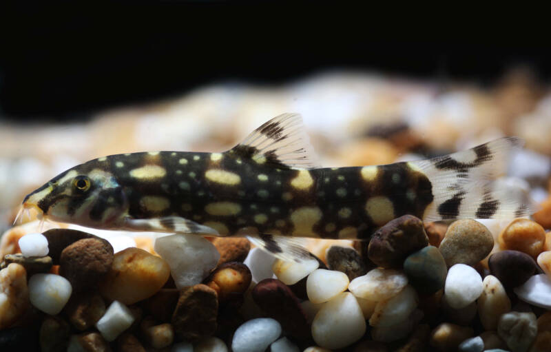 Botia kubotai also known as polka dot loach bottom dwelling in a freshwater aquarium