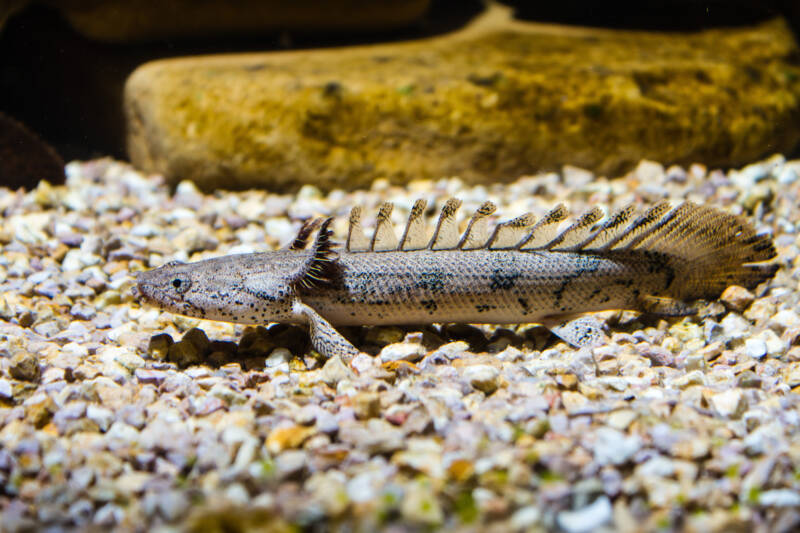 Armoured Bichir or Banded Bichir (Polypterus delhezi) ornamental fish from Congo river