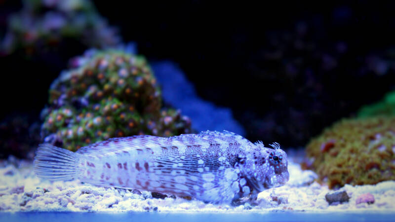 Salaria fasciatus also known as sailfin blenny or lawnmower blenny scavenging the bottom of a reef tank 