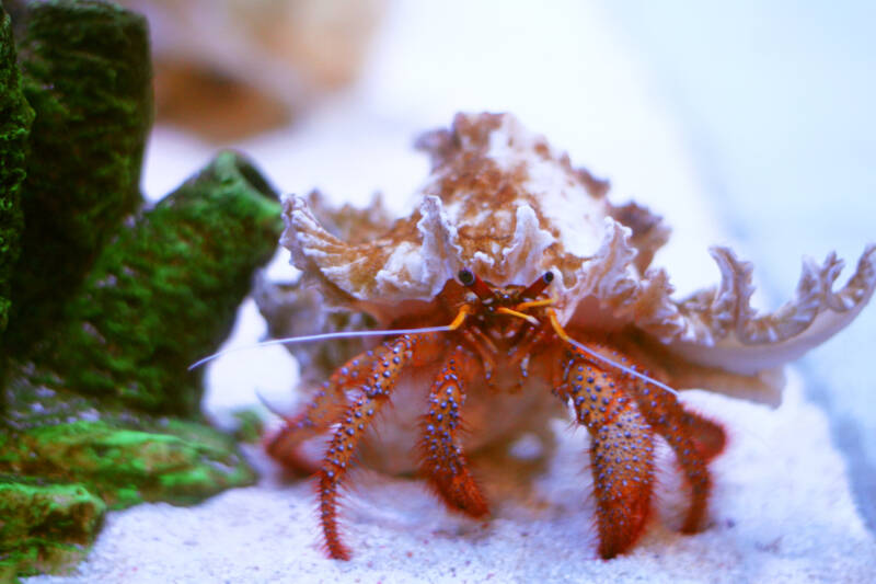 Paguristes cadenati also known as scarlet hermit crab on the white substrate in a reef tank looking right at the camera 