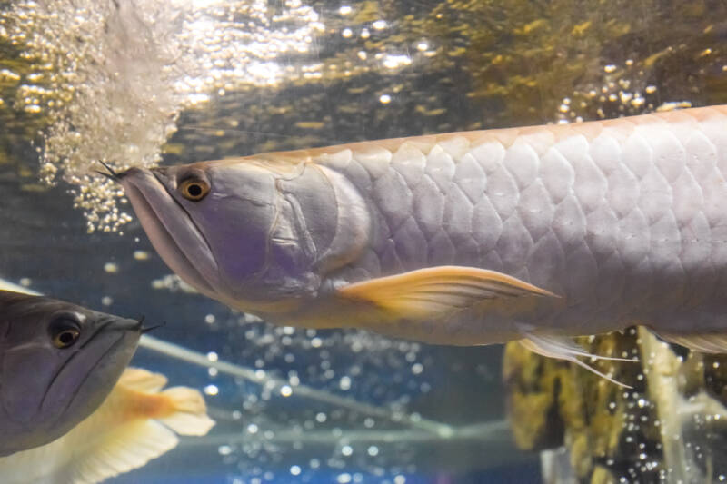 Pair of Osteoglossum bicirrhosum also known as silver arowana in sun light aquarium