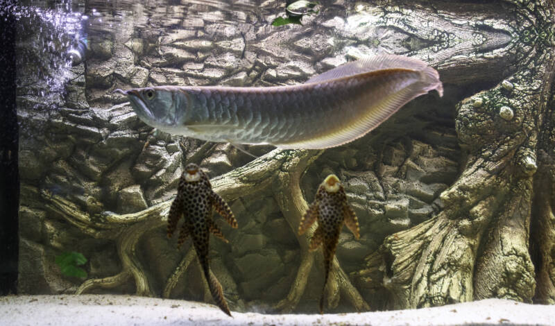 Osteoglossum bicirrhosum also known as silver arowana fish in a large aquarium decorated with stones and driftwood swimming with two plecostomus 