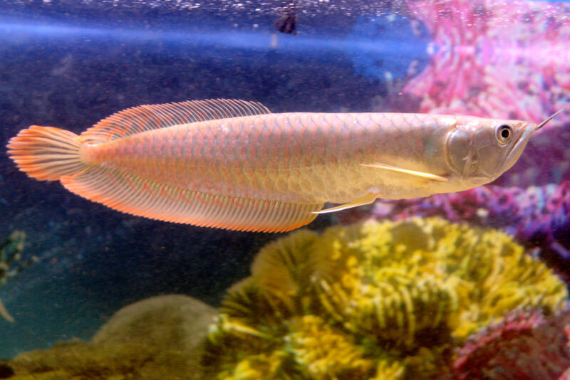 Scleropages formosus also known as Asian arowana swimming in a well decorated aquarium