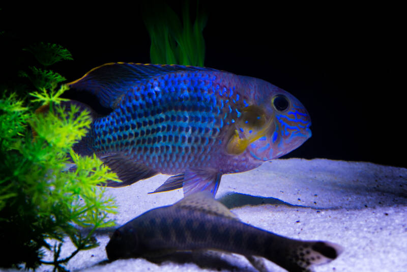 Green terror cichlid swimming in a decorated community aquarium with a plecostomus