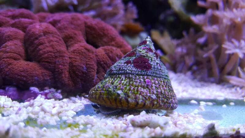 Trochus snail crawling on bottom of reef aquarium with corals