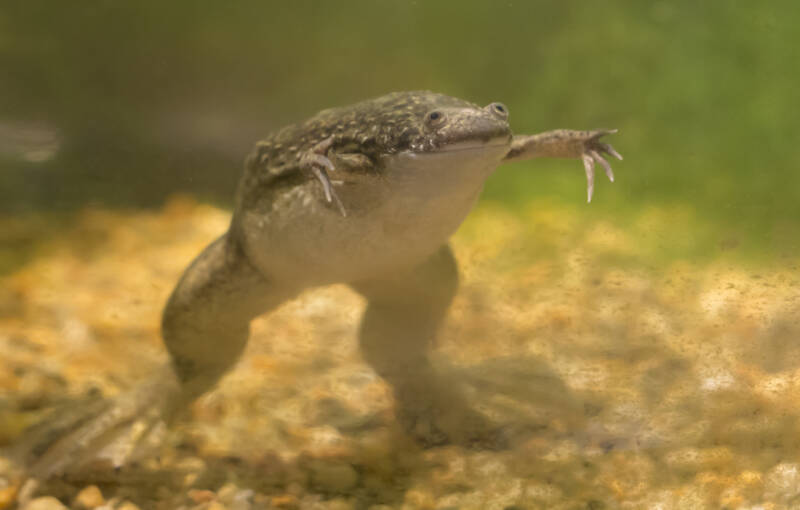 Xenopus laevis also known as African clawed frog is often confused with African dwarf frog. Jumping in aquarium water with algae on glass